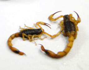 escorpioes